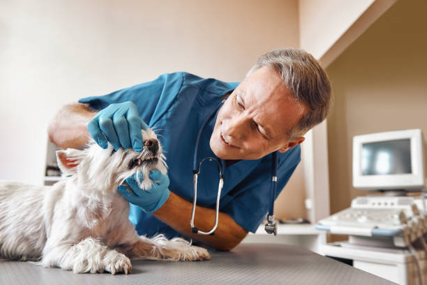 Best After-Hours Emergency Dentist in Captains Cove, VA